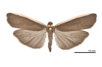 藏品(黑緣荷苔蛾)的圖片